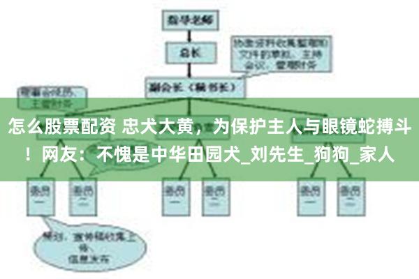怎么股票配资 忠犬大黄，为保护主人与眼镜蛇搏斗！网友：不愧是中华田园犬_刘先生_狗狗_家人